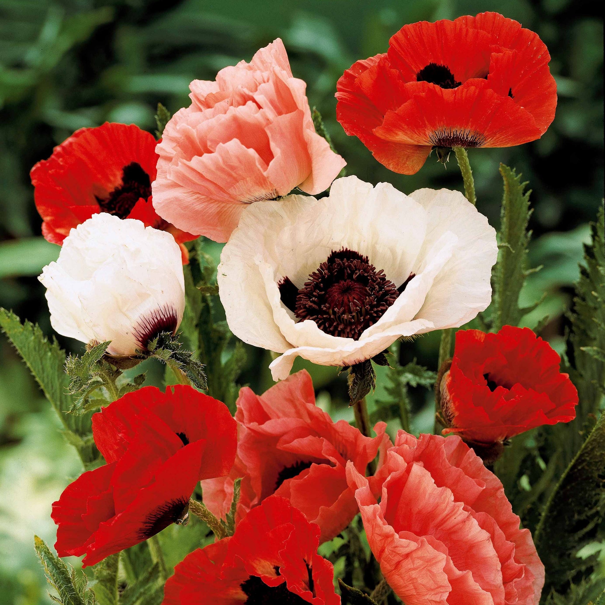Orientalischer Mohn Mischung (x3) - Papaver orientale - Bakker