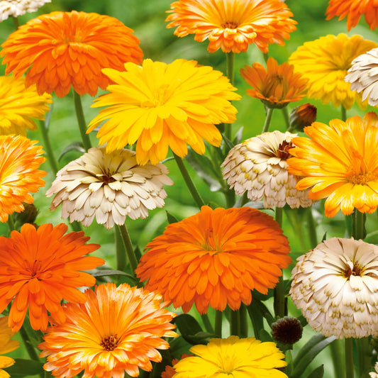 Ringelblumen Mischung (x3) - Bakker