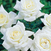 Rosen - Nackte Wurzeln - Kollektion Edelrosen (Black Baccara, Candy stripe, Helga) (x3) - Rosa 'black baccara', 'candy stripe', 'helga'