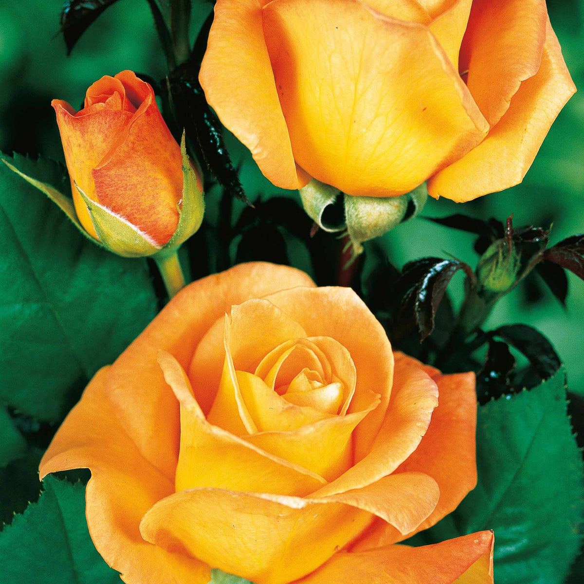 Rosa whisky, malaga,lune bleue, la magie du parfum - Strauchrosen Mischung (Whisky, Malaga, Lune Bleue, Magie Parfu) (x4) - Rosen - Nackte Wurzeln