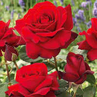 Strauchrosen Mischung (Whisky, Malaga, Lune Bleue, Magie Parfu) (x4) - Rosa whisky, malaga,lune bleue, la magie du parfum - Bakker