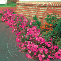 Rosa happy chappy , mirato - Bodendeckerrosen Mischung (Happy Chappy + Mirato) (x6) - Bodendeckerrosen