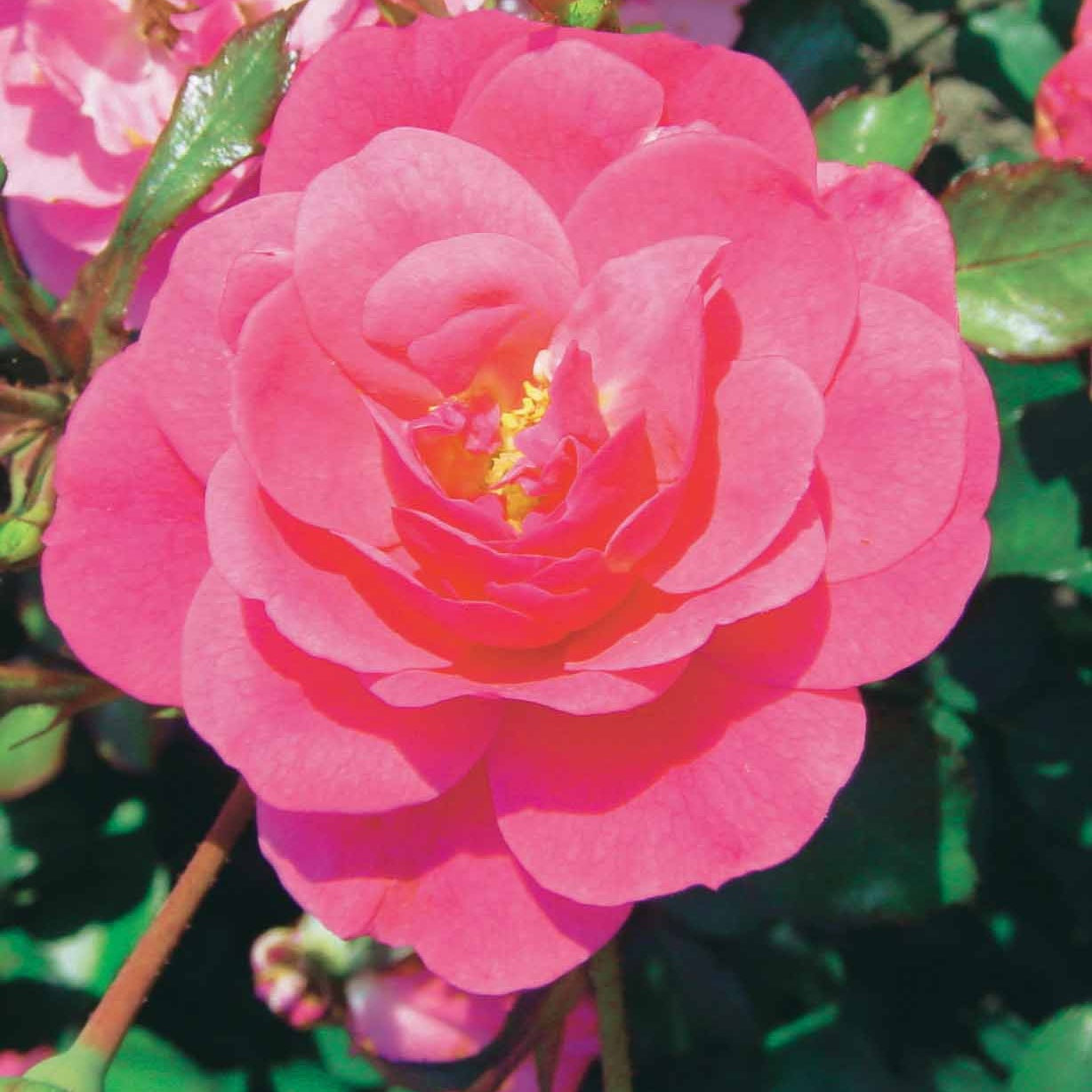 Bodendeckerrosen - Bodendeckerrosen Mischung (Happy Chappy + Mirato) (x6) - Rosa happy chappy , mirato