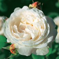 Rosa 'her's ausgreen' ® (ausblush), 'ausgreen's wi - Englische Rosen Kollektion (x2) - Duftrosen
