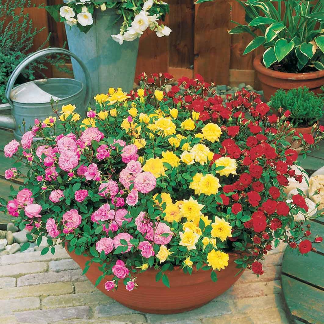 Balkon Rosen Mischung - Bakker