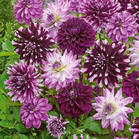 Große Dahlien Mischung (x5) - Dahlien-Zwiebeln - Bakker