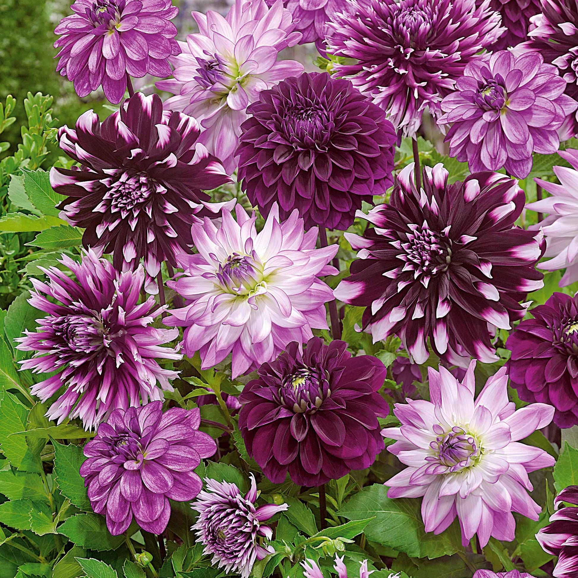 Große Dahlien Mischung (x5) - Dahlien-Zwiebeln - Bakker