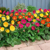 Gerbera Garvinea Mischung (rot, gelb, purpur) (x3) - Garvinea 'viviane', 'rachel', 'pam' - Bakker