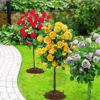 Stammrosen-Kollektion (x3) - Rosa 'walztime' 'sunsilk''dame de coeur' - Bakker