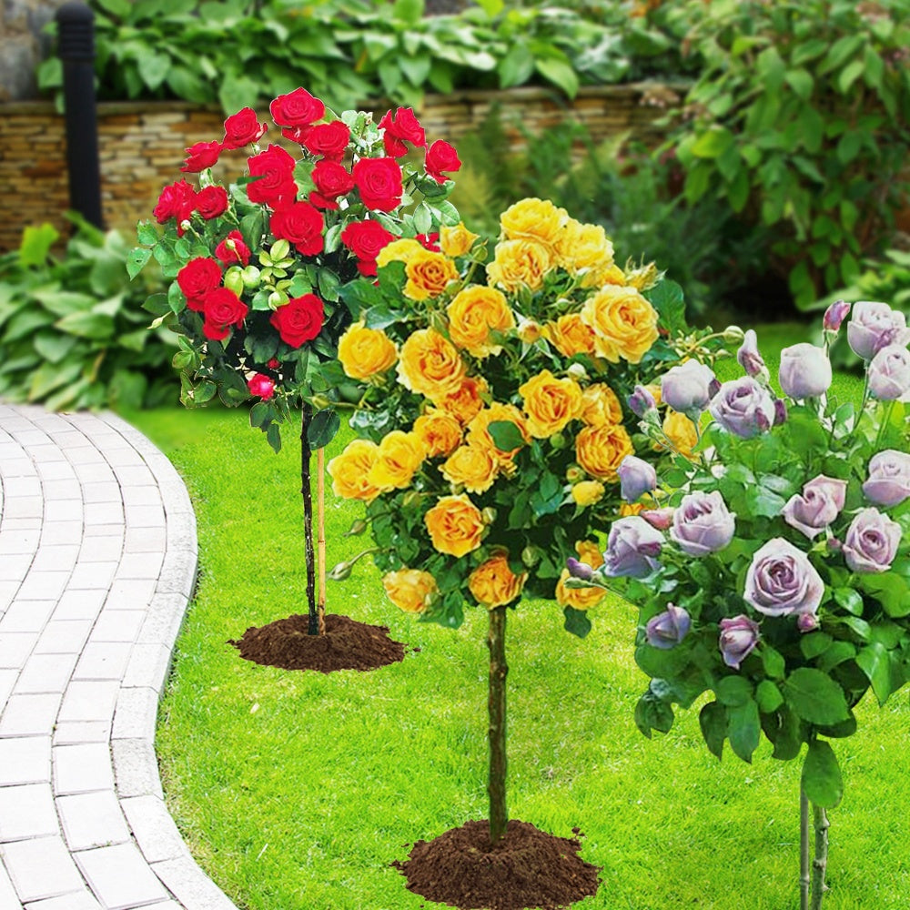Stammrosen-Kollektion (x3) - Rosa 'walztime' 'sunsilk''dame de coeur' - Bakker