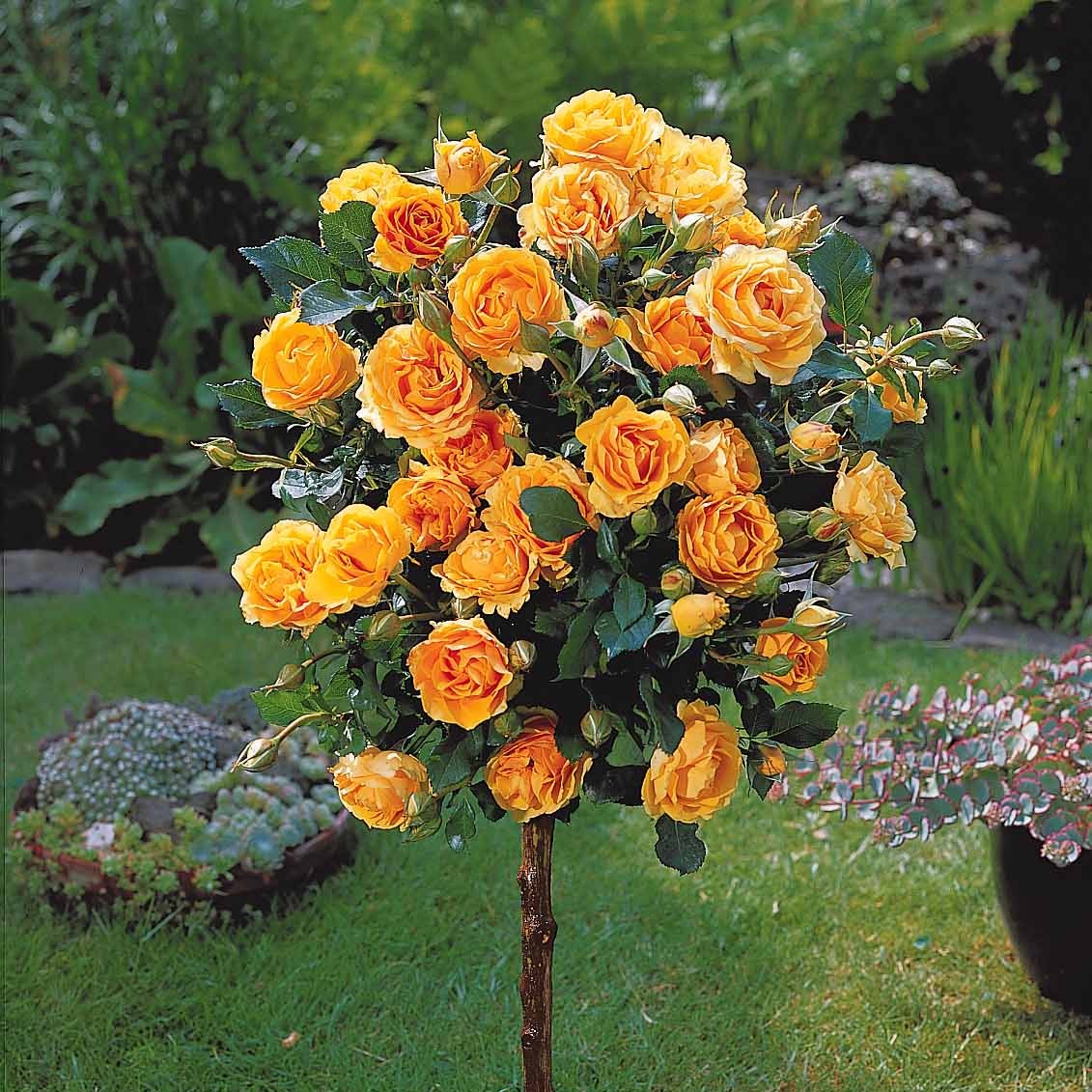 Rosa 'walztime' 'sunsilk''dame de coeur' - Stammrosen-Kollektion (x3) - Stängelrosen