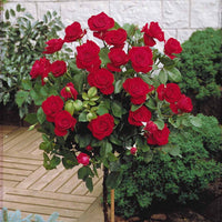 Stängelrosen - Stammrosen-Kollektion (x3) - Rosa 'walztime' 'sunsilk''dame de coeur'