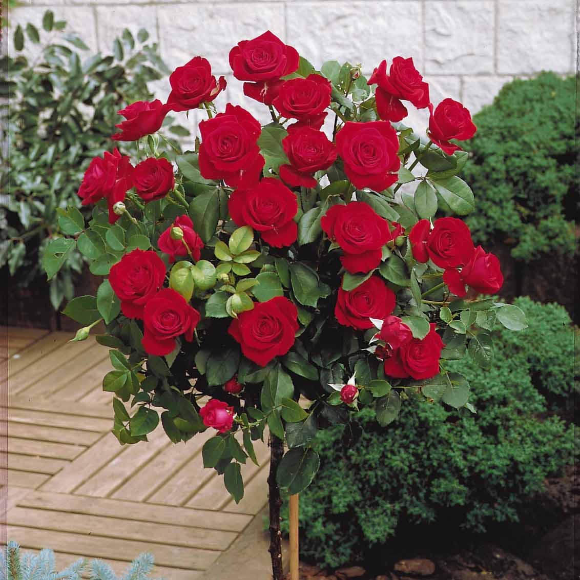 Stängelrosen - Stammrosen-Kollektion (x3) - Rosa 'walztime' 'sunsilk''dame de coeur'