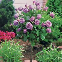 Verkauf Stammrosen-Kollektion (x3) - Rosa 'walztime' 'sunsilk''dame de coeur'
