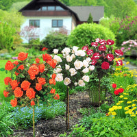 Hochstammrosen-Kollektion 'Ramona', 'Korbin', 'Osiria' (x3) - Rosa 'ramona', 'korbin', 'osiria' - Bakker