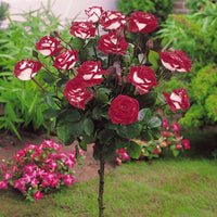 Rosa 'ramona', 'korbin', 'osiria' - Hochstammrosen-Kollektion 'Ramona', 'Korbin', 'Osiria' (x3) - Stängelrosen