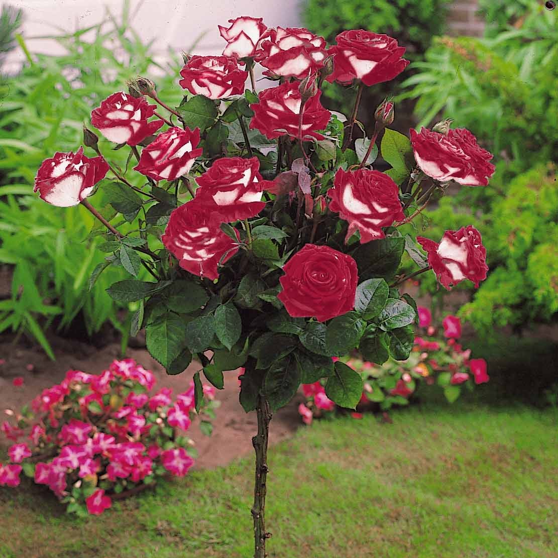 Rosa 'ramona', 'korbin', 'osiria' - Hochstammrosen-Kollektion 'Ramona', 'Korbin', 'Osiria' (x3) - Stängelrosen