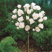 Stängelrosen - Hochstammrosen-Kollektion 'Ramona', 'Korbin', 'Osiria' (x3) - Rosa 'ramona', 'korbin', 'osiria'
