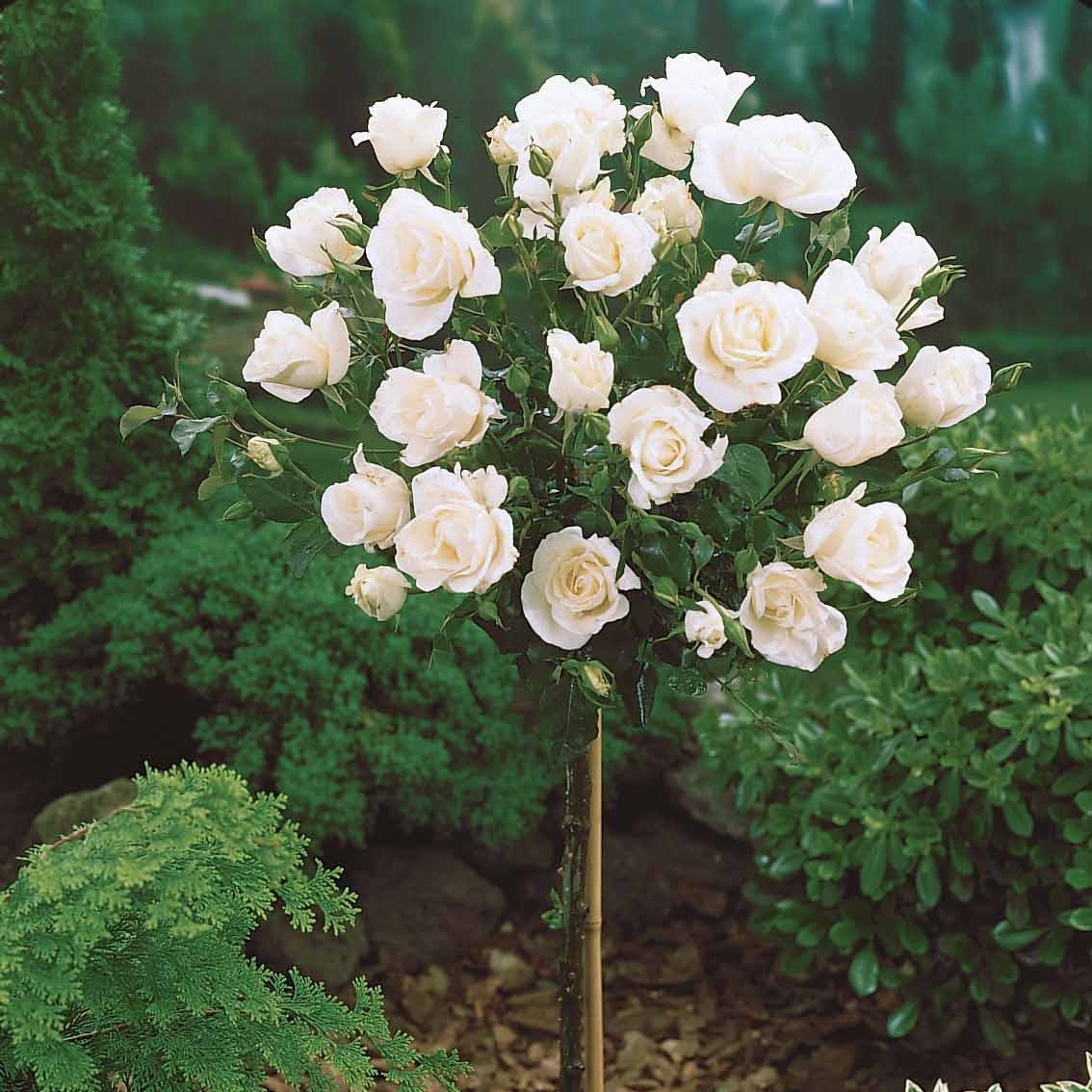 Stängelrosen - Hochstammrosen-Kollektion 'Ramona', 'Korbin', 'Osiria' (x3) - Rosa 'ramona', 'korbin', 'osiria'