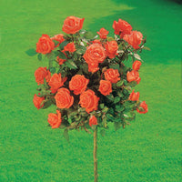 Verkauf Hochstammrosen-Kollektion 'Ramona', 'Korbin', 'Osiria' (x3) - Rosa 'ramona', 'korbin', 'osiria'