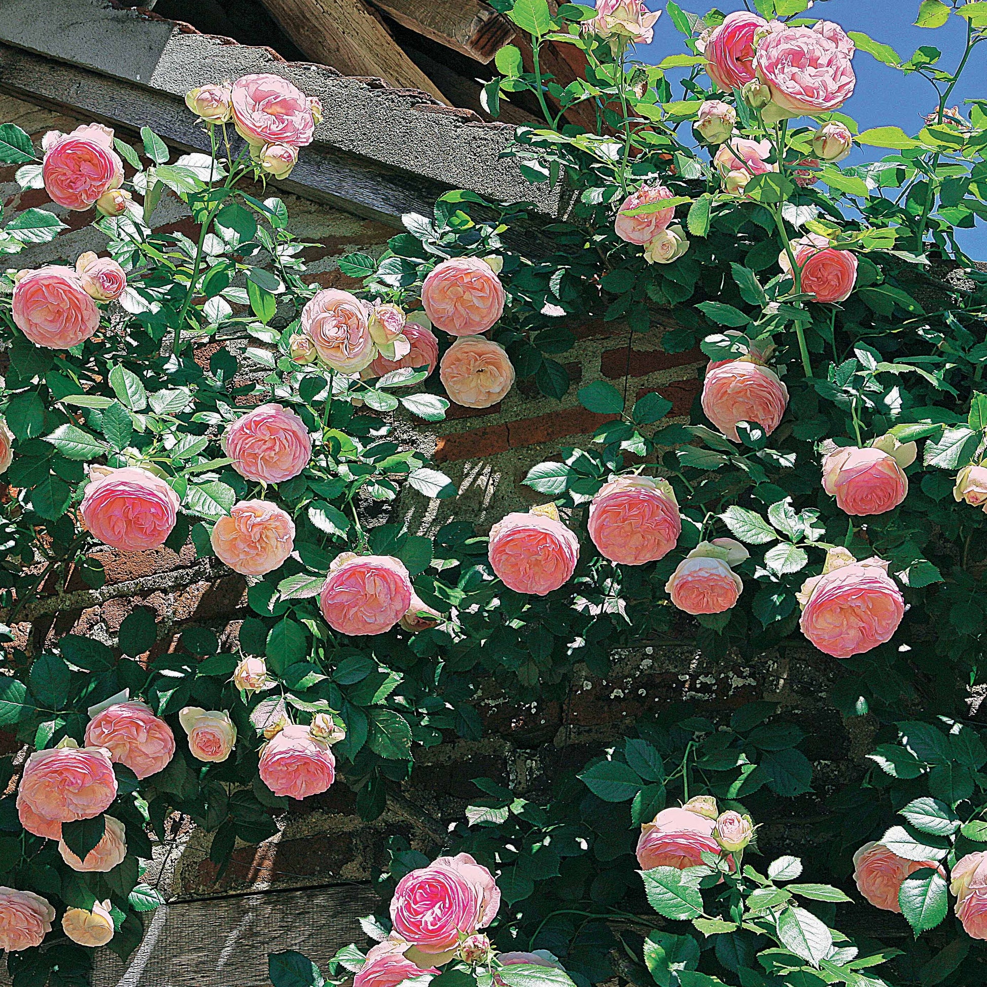 Verkauf Kletterrosen Mischung (Ronsard, Golden Gate, Santana) (x3)
