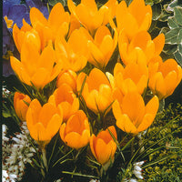 Krokus-Mischung mehrfarbig (x60) - Crocus 'yellow mammouth', 'flower record', 'jeanne - Bakker