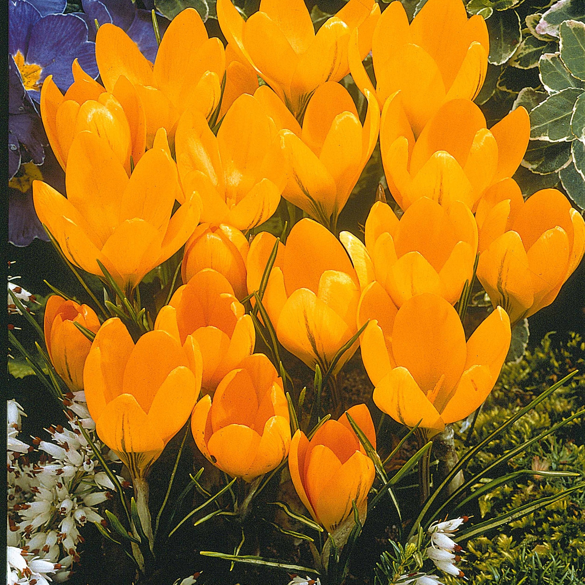 Krokus-Mischung mehrfarbig (x60) - Crocus 'yellow mammouth', 'flower record', 'jeanne - Bakker