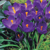 Crocus 'yellow mammouth', 'flower record', 'jeanne - Krokus-Mischung mehrfarbig (x60) - Krokus-Zwiebeln