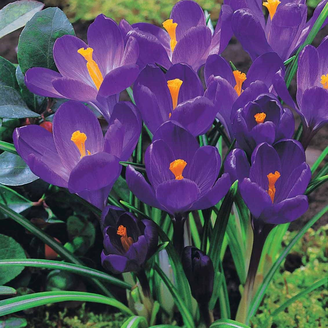 Crocus 'yellow mammouth', 'flower record', 'jeanne - Krokus-Mischung mehrfarbig (x60) - Krokus-Zwiebeln