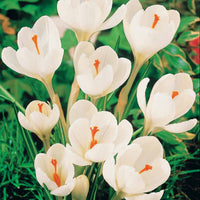 Krokus-Zwiebeln - Krokus-Mischung mehrfarbig (x60) - Crocus 'yellow mammouth', 'flower record', 'jeanne