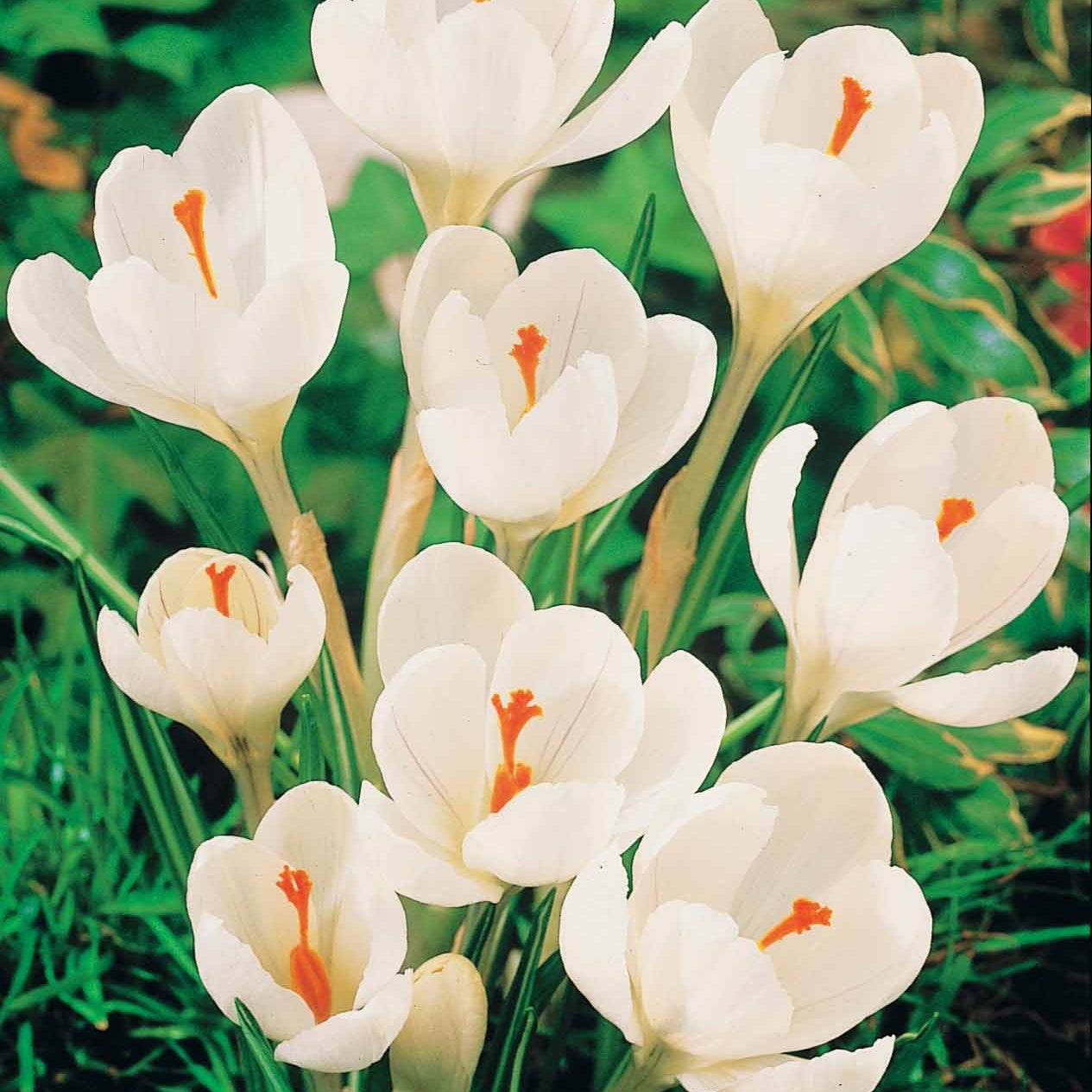 Krokus-Zwiebeln - Krokus-Mischung mehrfarbig (x60) - Crocus 'yellow mammouth', 'flower record', 'jeanne