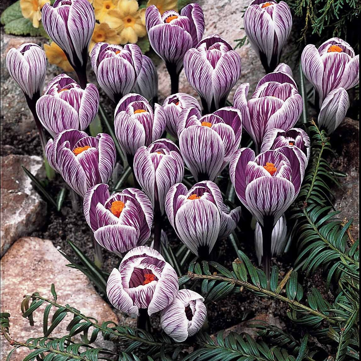 Verkauf Krokus-Mischung mehrfarbig (x60) - Crocus 'yellow mammouth', 'flower record', 'jeanne