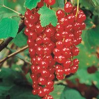 Sammlung von Schwarzen Johannisbeeren und Stachelbeeren (x4) - Ribes rubrum rovada, ribes nigrum neva chereshneva - Bakker