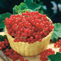 Obstbaum-Pakete - Sammlung von Schwarzen Johannisbeeren und Stachelbeeren (x4) - Ribes rubrum rovada, ribes nigrum neva chereshneva