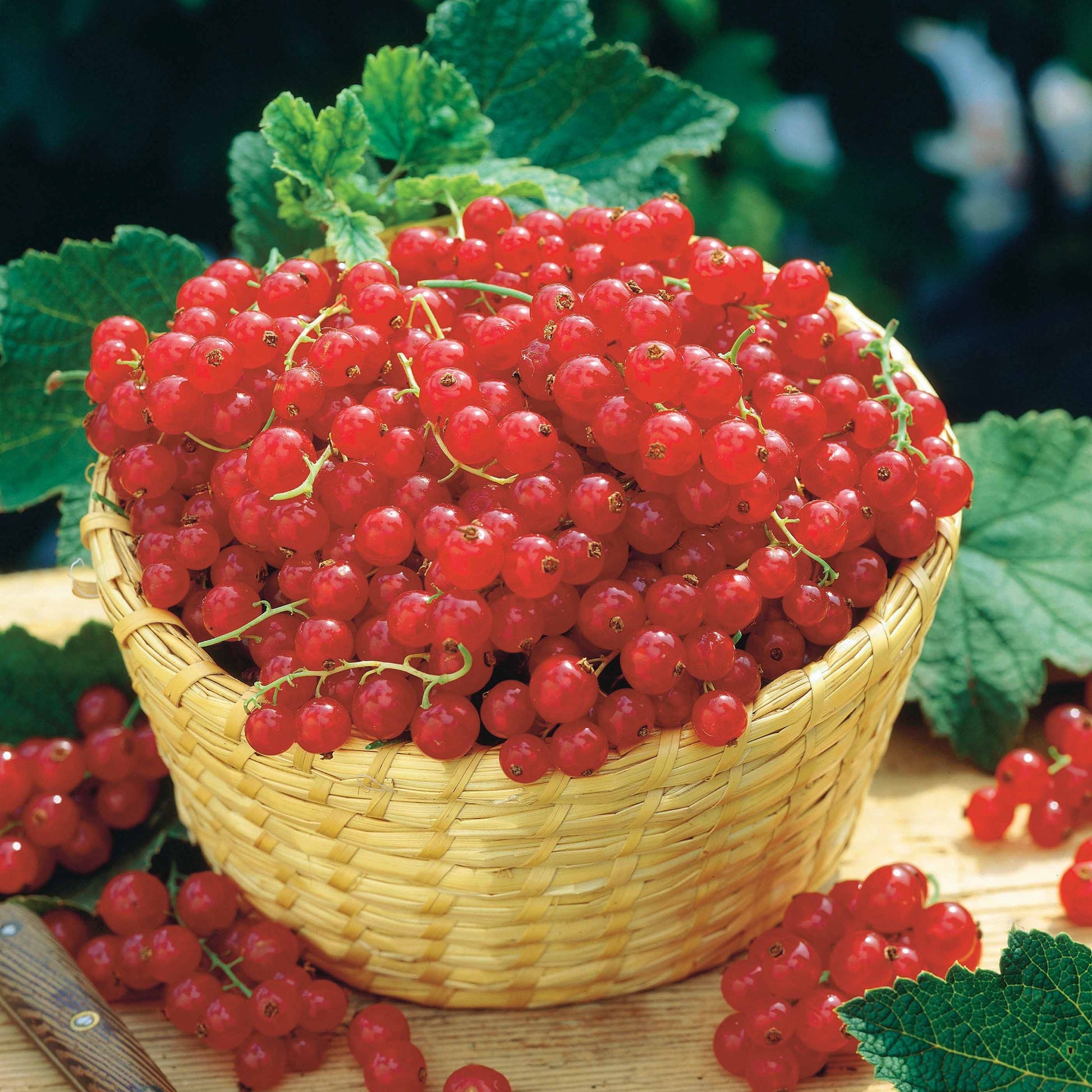 Obstbaum-Pakete - Sammlung von Schwarzen Johannisbeeren und Stachelbeeren (x4) - Ribes rubrum rovada, ribes nigrum neva chereshneva