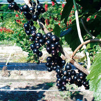 Verkauf Sammlung von Schwarzen Johannisbeeren und Stachelbeeren (x4) - Ribes rubrum rovada, ribes nigrum neva chereshneva