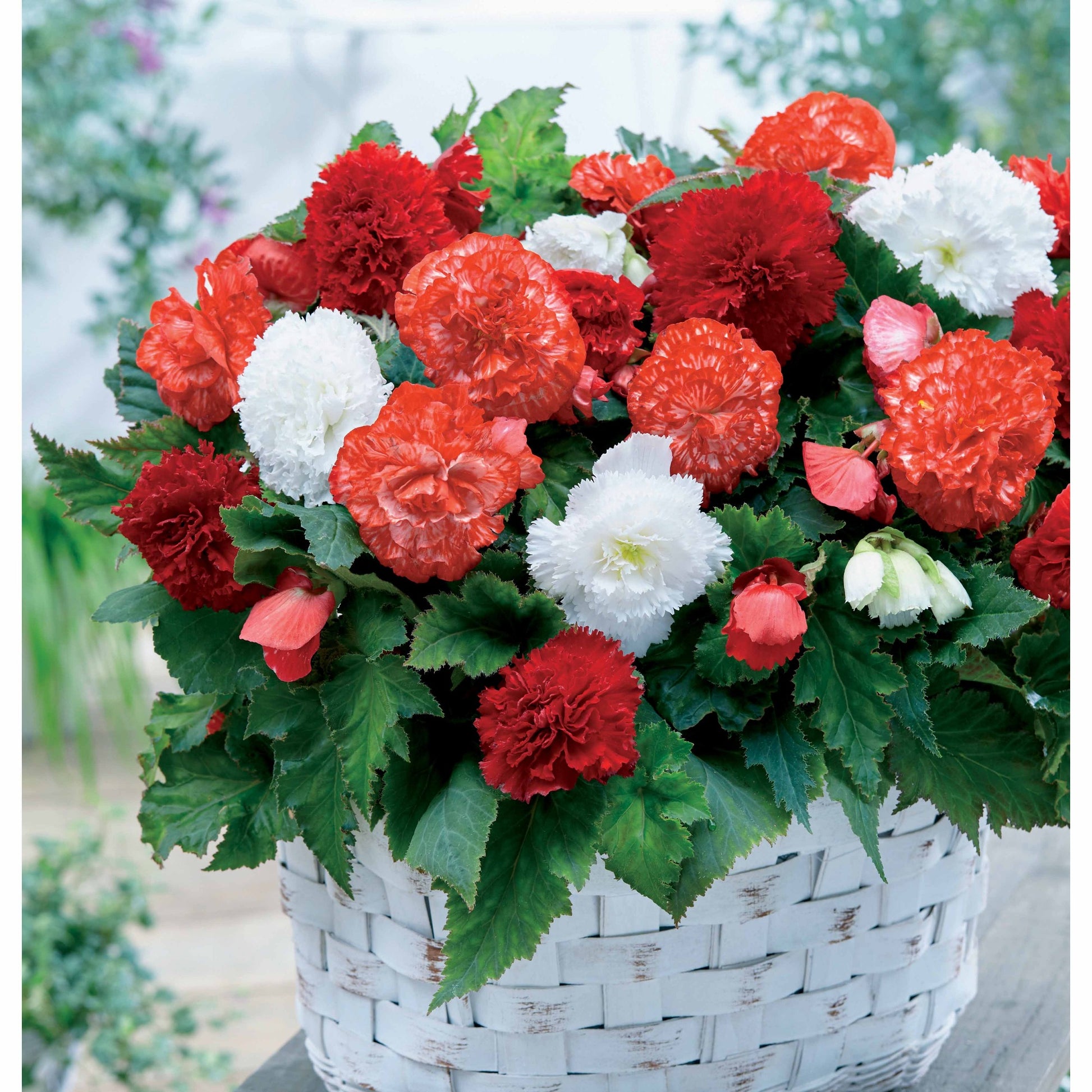 Begonie fimbriata Mischung (x9) - Bakker