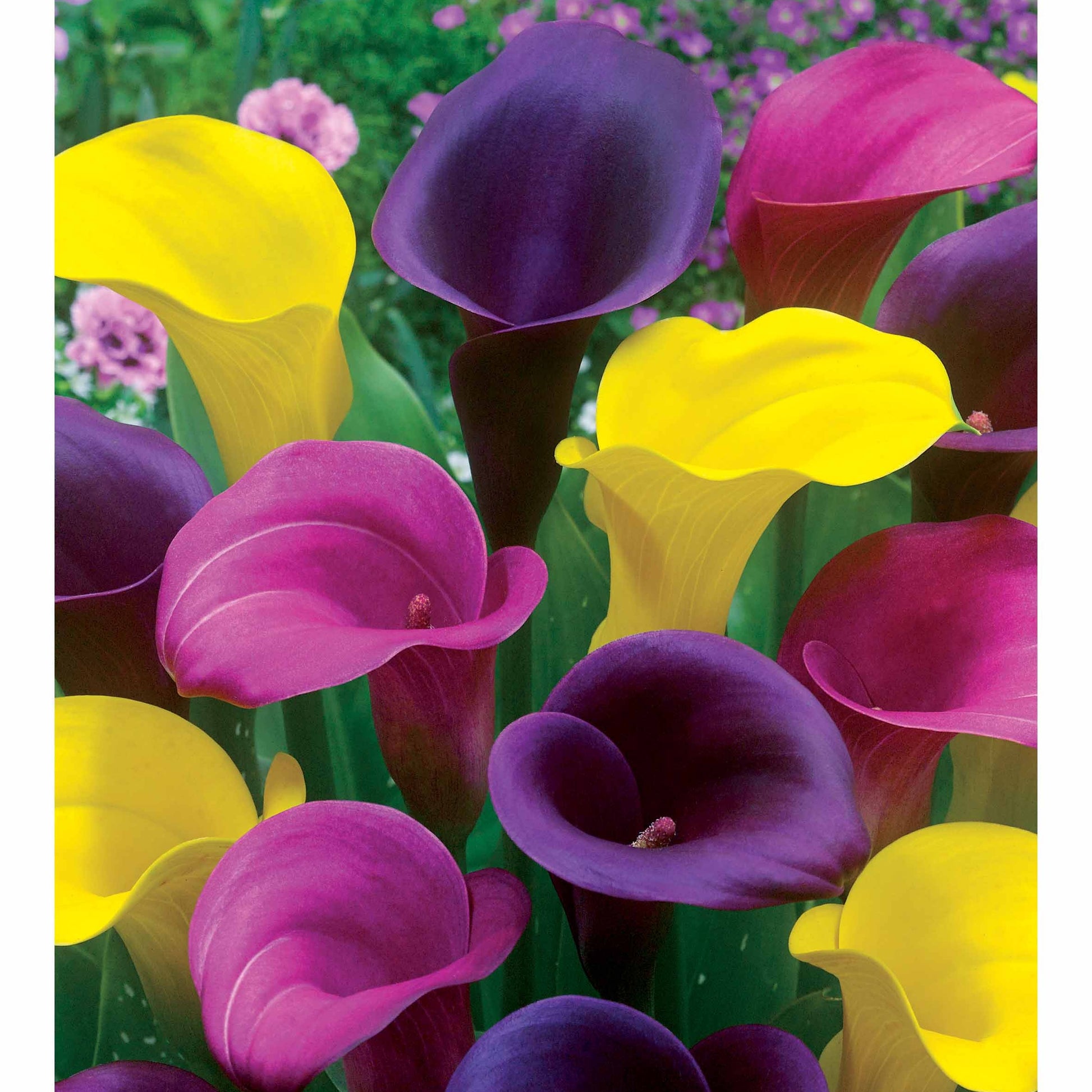 Calla Mischung (rosa + gelb + purpur) (x3) - Zantedeschia - Bakker