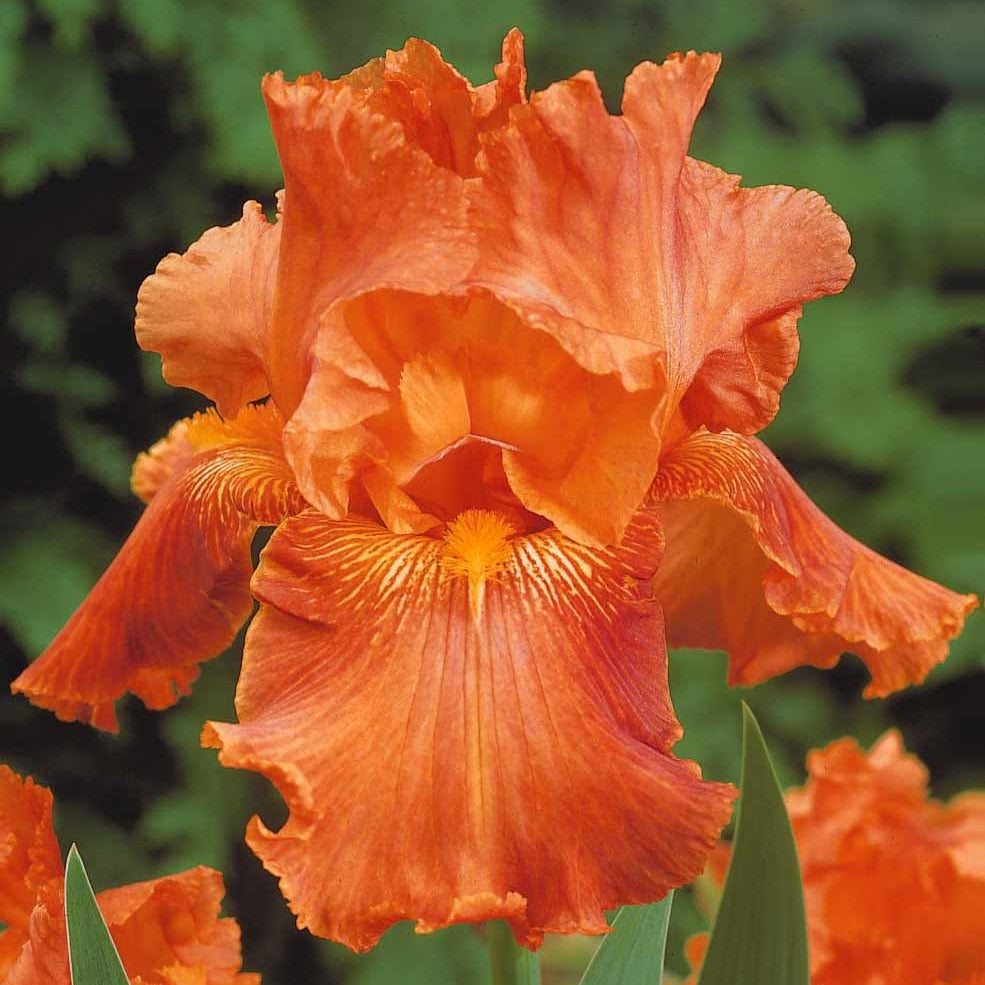 2iris profondeur de champ (depht of field) + 2 ir - Bartiris Mischung (x6) - Blühende Stauden