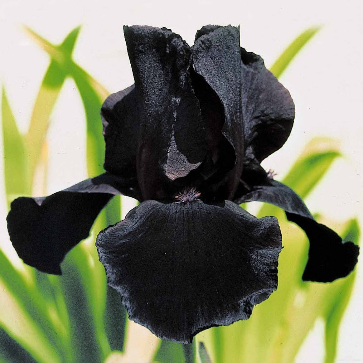 Blühende Stauden - Bartiris Mischung (x6) - 2iris profondeur de champ (depht of field) + 2 ir