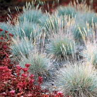 Ziergräser Mischung (x3) - Imperata cylindrica Red Baron, Carex oshimensis Evergreen, Festuca glauca - Bakker