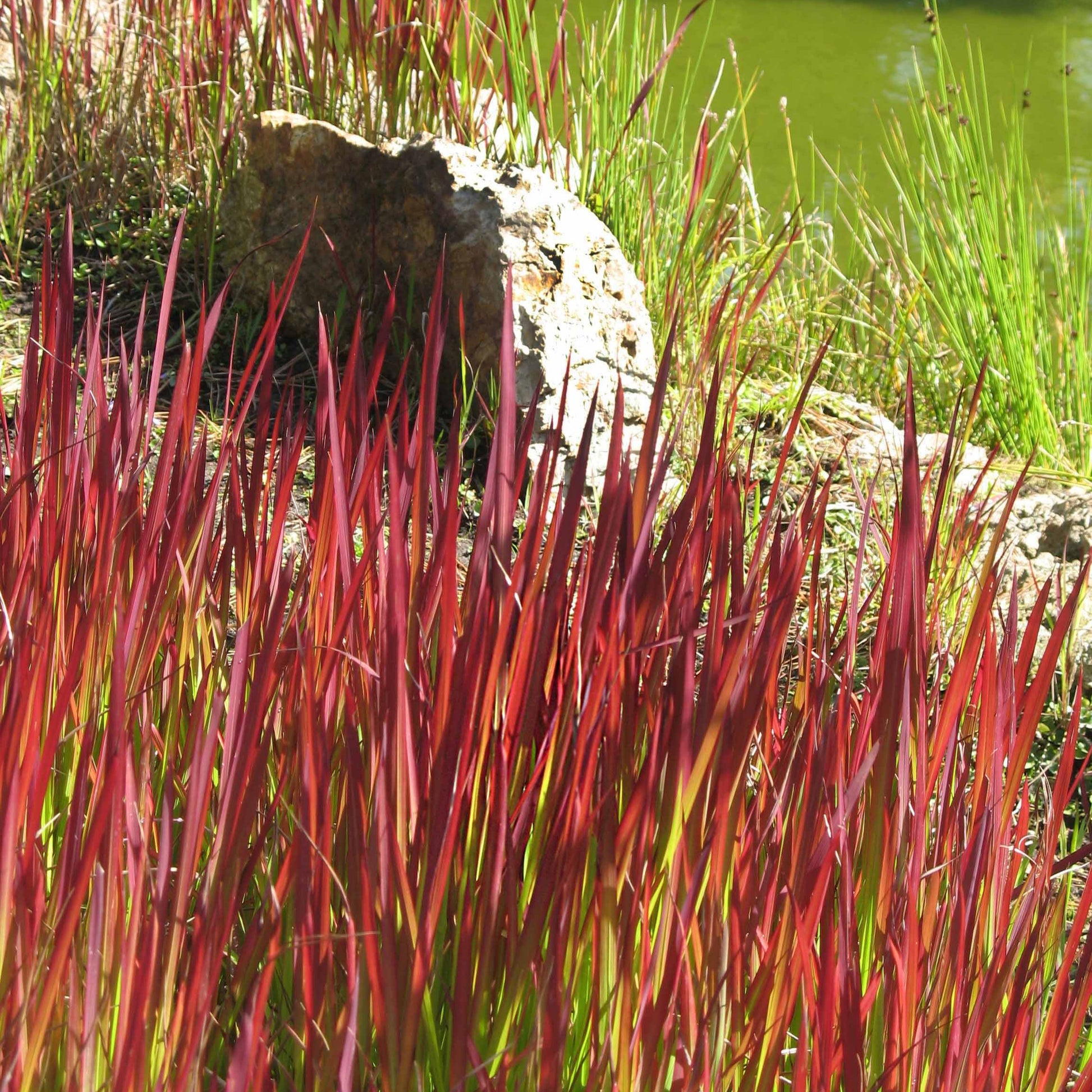 Verkauf Ziergräser Mischung (x3) - Imperata cylindrica Red Baron, Carex oshimensis Evergreen, Festuca glauca