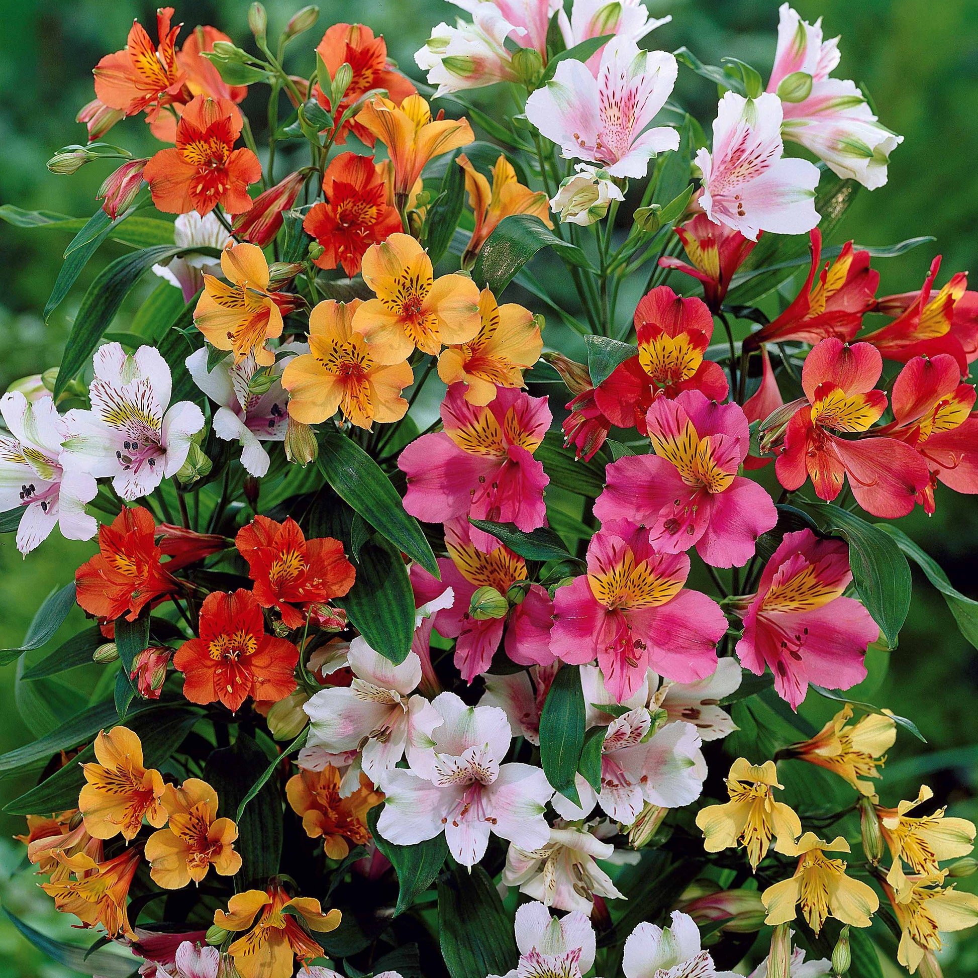 Inkalilien Mischung (x3) - Alstroemeria - Bakker