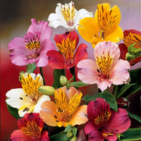Alstroemeria - Inkalilien Mischung (x3) - Alstroemeria - Inkalilie