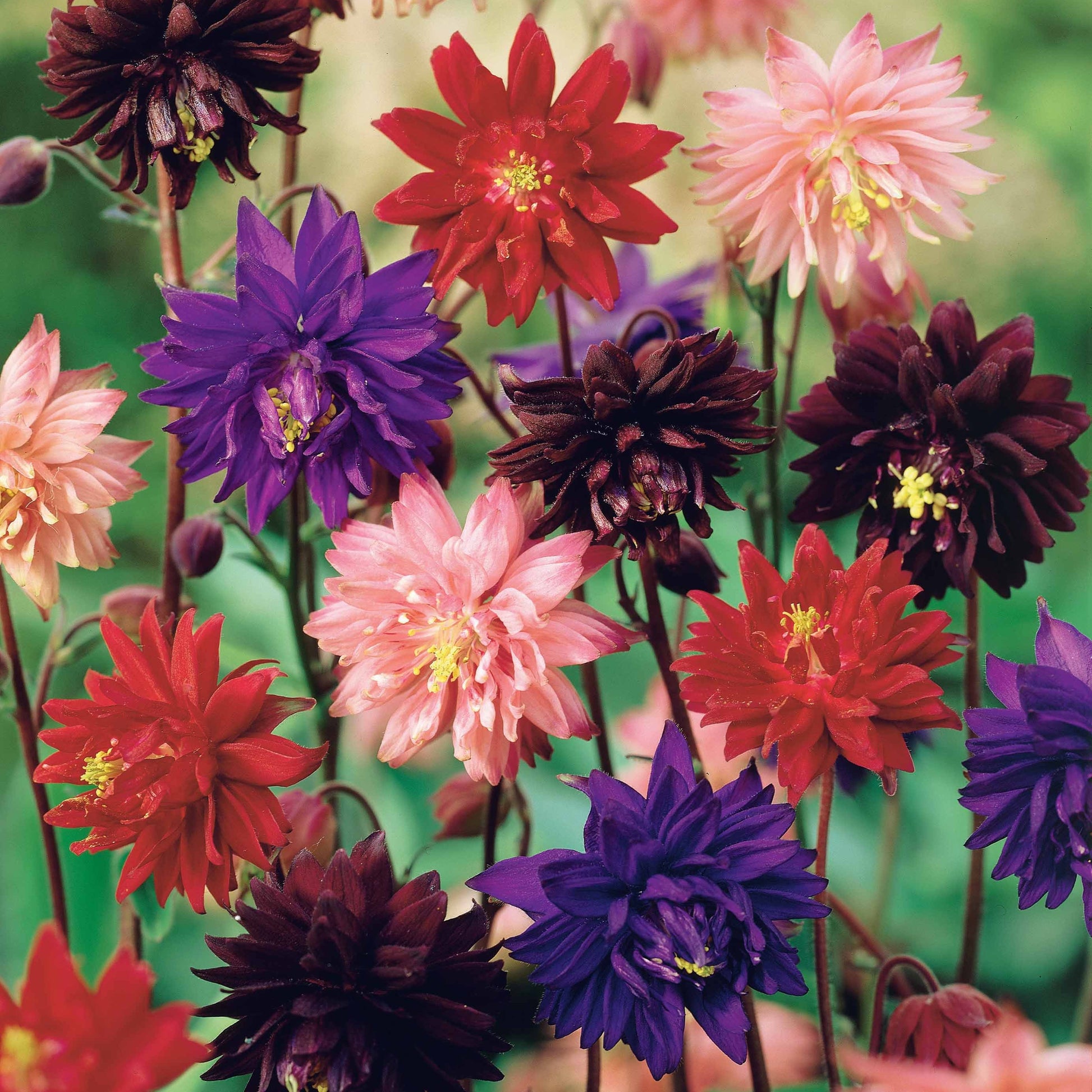 Halbakelei Barlow Mischung (x3) - Aquilegia vulgaris barlow - Bakker
