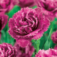 Gefranste Tulpen Kollektion: 'Queensland' + 'Mascotte' + 'Vaya con Dio' (x15) - Tulipa queensland, mascotte , vaya con dios - Bakker