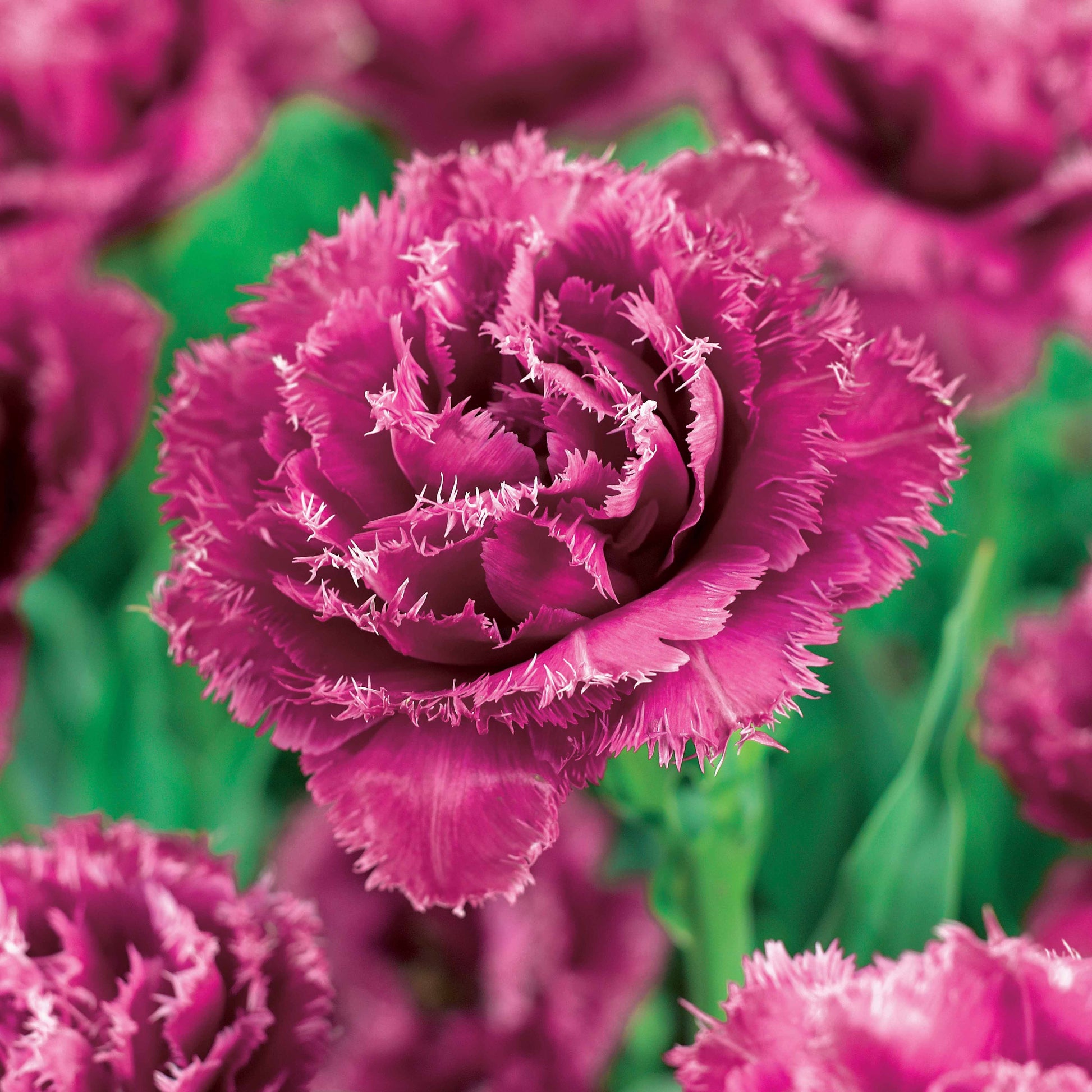 Gefranste Tulpen Kollektion: 'Queensland' + 'Mascotte' + 'Vaya con Dio' (x15) - Tulipa queensland, mascotte , vaya con dios - Bakker