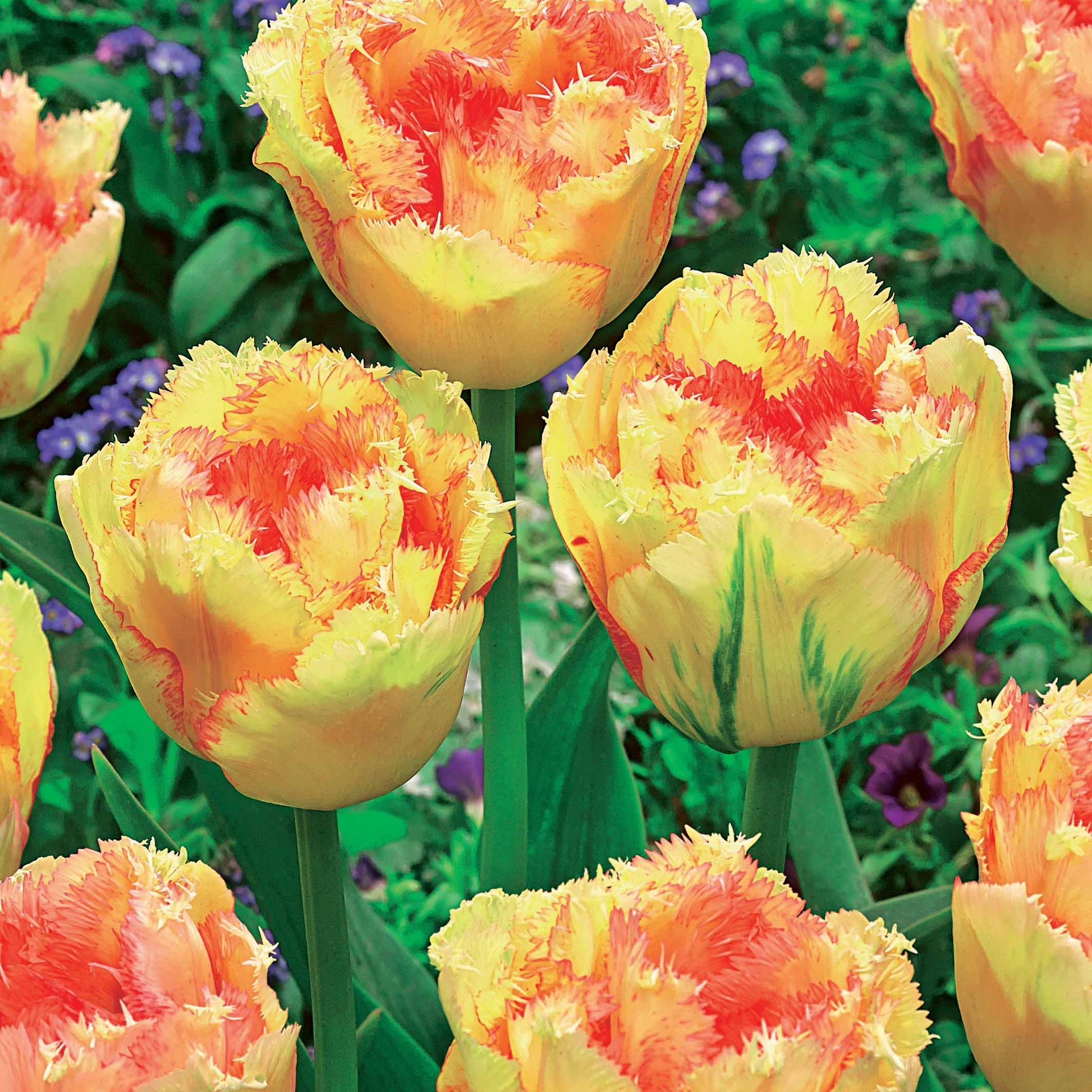 Tulipa queensland, mascotte , vaya con dios - Gefranste Tulpen Kollektion: 'Queensland' + 'Mascotte' + 'Vaya con Dio' (x15) - Tulpen-Zwiebeln