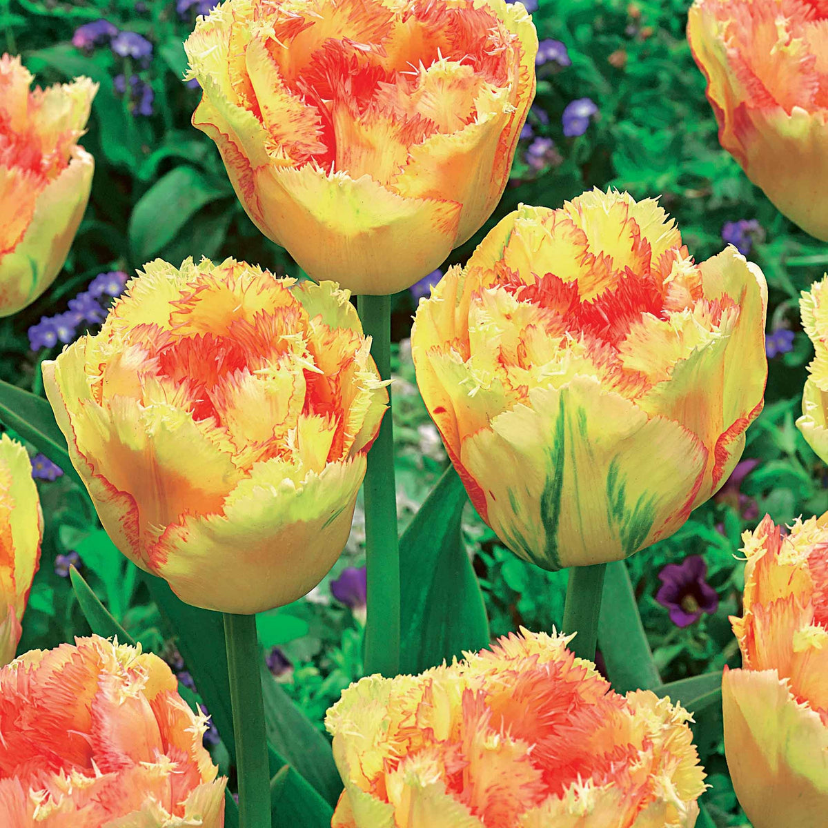 Tulipa queensland, mascotte , vaya con dios - Gefranste Tulpen Kollektion: 'Queensland' + 'Mascotte' + 'Vaya con Dio' (x15) - Tulpen-Zwiebeln