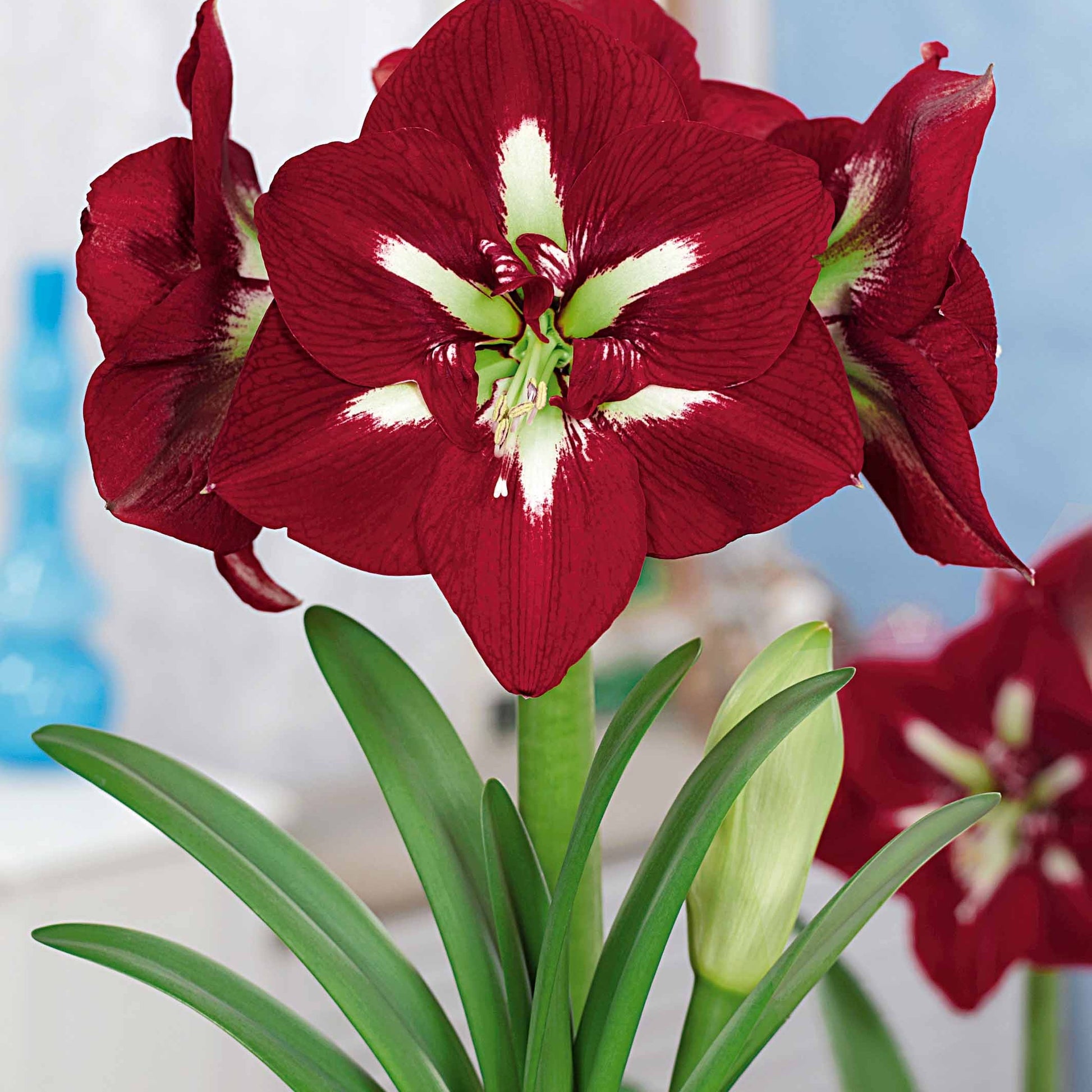 Riesen-Amaryllis-Kollektion (x2) - Amaryllis barbados , exposure - Bakker